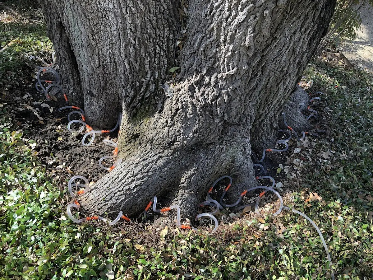 Detailed Tree Cabling and Bracing job site in Darragh