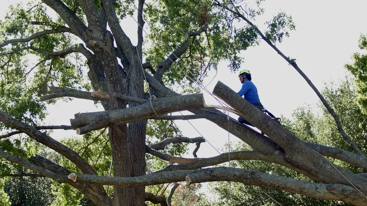 Professional Crown Thinning performed by certified arborists in Darragh